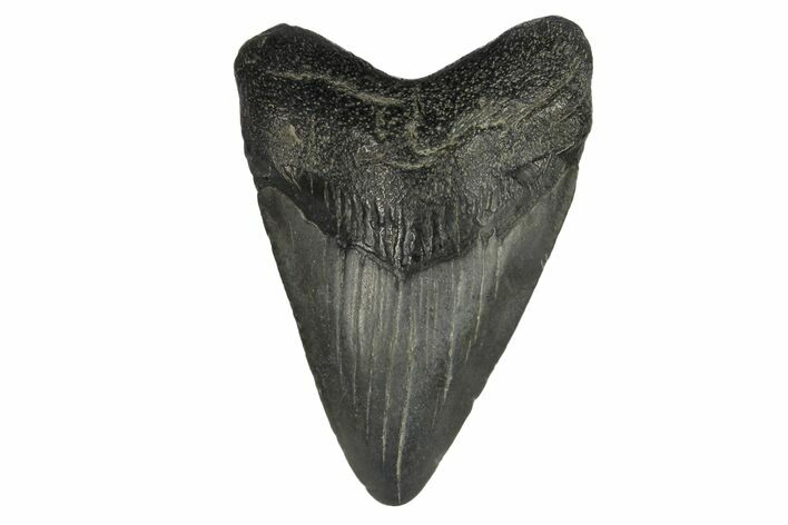 Juvenile Megalodon Tooth - South Carolina #171201